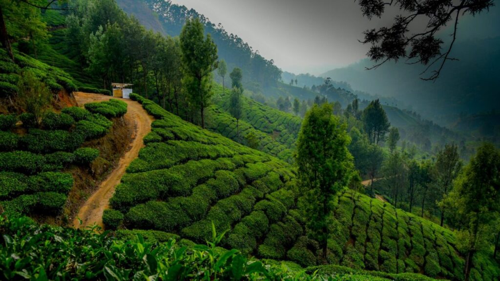 Munnar Tea Garden